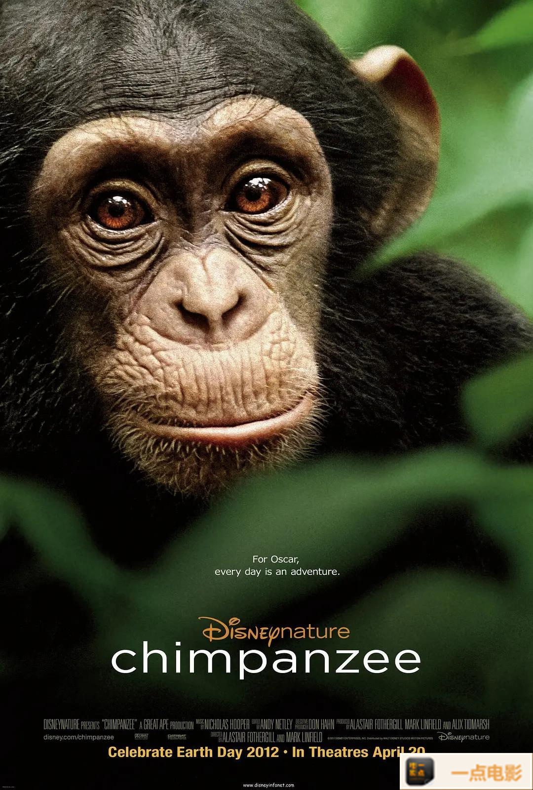 电影【黑猩猩.Chimpanzee.2012.BluRay.720P.DTS.x264-CHD无字】海报