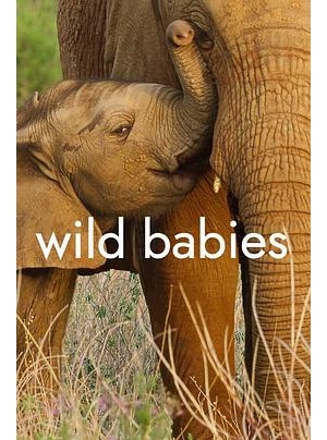野生动物幼崽海报