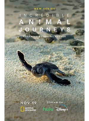 不可思议的动物之旅 / 动物的奇妙迁徙 / ANIMAL JOURNEY～生命をつなぐ遥かなる旅路海报